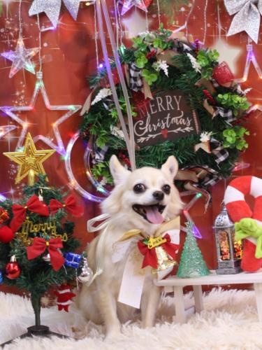 20231214ミルクちゃん